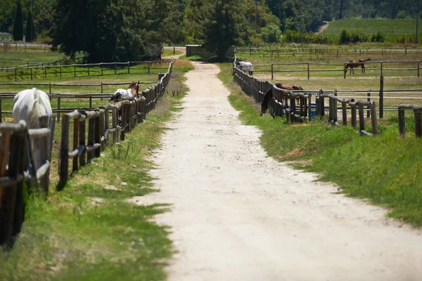 Melhor Lugar Para Cavalos Puro Sangue Uma Estrada Terra Rancho — Fotografia de Stock