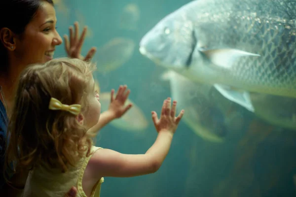 Шеш Зосередився Цих Рибах Маленька Дівчинка Виході Акваріум — стокове фото