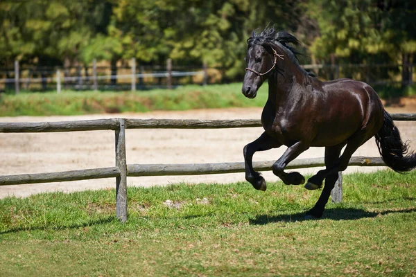 Vrij Rennen Een Donker Paard Galoppeert Een Veld Een Ranch — Stockfoto