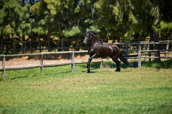 Den Bästa Platsen För Fullblod Hästar Häst Med Mörk Bukt — Stockfoto