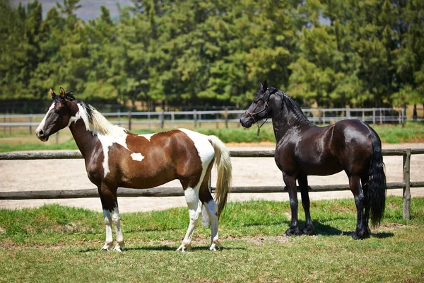 Håll Utkik Två Hästar Som Står Åker Ranch — Stockfoto