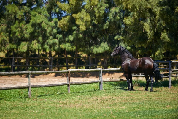 サラブレッドの馬のための最高の場所 牧場の畑に一人で立っている暗い馬は — ストック写真