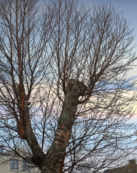 Дерево Небо Ветка Растущие Лесу Фоне Неба Гармонией Миром Дзен — стоковое фото