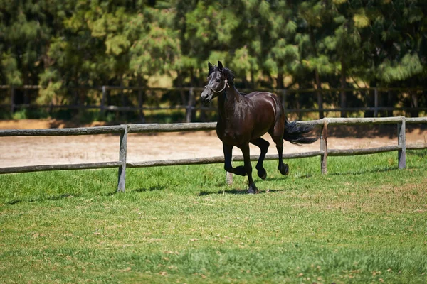 Best Place Thoroughbred Horses Dark Bay Horse Galloping Field Ranch Stock Photo