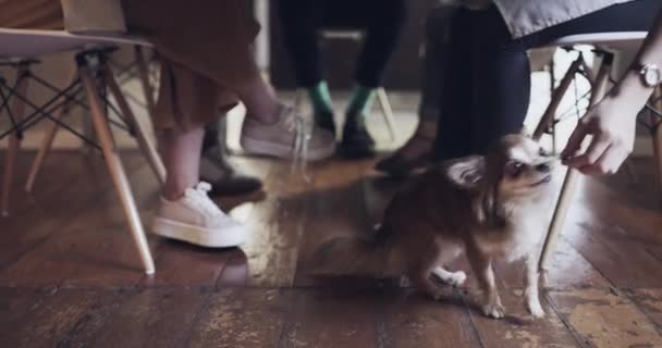 Yemek Köpekler Arkadaşları Kutlama Yemeği Mutluluk Yemek Masasında Yemek Yiyen — Stok video