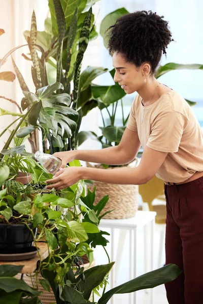Black woman, water plants and gardening in house for health, care and plant growth. Spring flowers, sustainability and female from Brazil watering eco friendly ferns, leaves and house plants in home