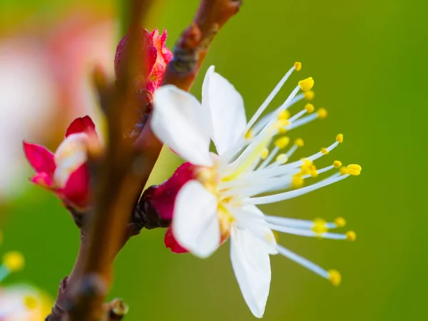 Blooming Plum Tree Blossoms Cropped Shot Plum Tree Bud Full — Stock Photo, Image