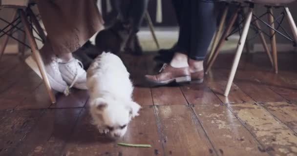 Makanan Meja Dan Teman Teman Sebuah Pesta Dengan Anjing Makan — Stok Video