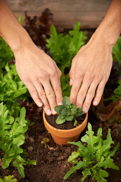 Jardineiro Hobby Homem Mãos Plantando Alguns Vegetais Folhosos Uma Caixa — Fotografia de Stock