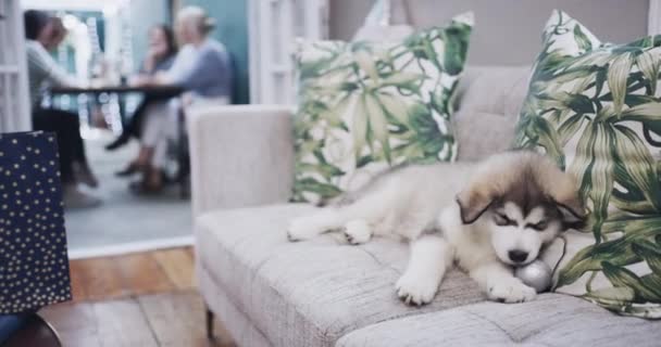 Boże Narodzenie Pies Zwierzak Kanapie Salonie Przyjęciu Świątecznym Domu Choinką — Wideo stockowe