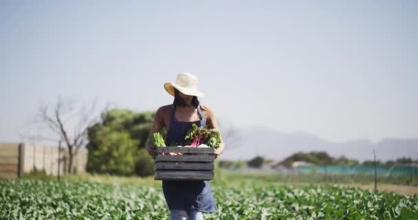 Mezőgazdaság Kert Dobozos Ládában Fenntartható Zöldségekkel Növényekkel Vagy Környezetbarát Gazdálkodással — Stock videók