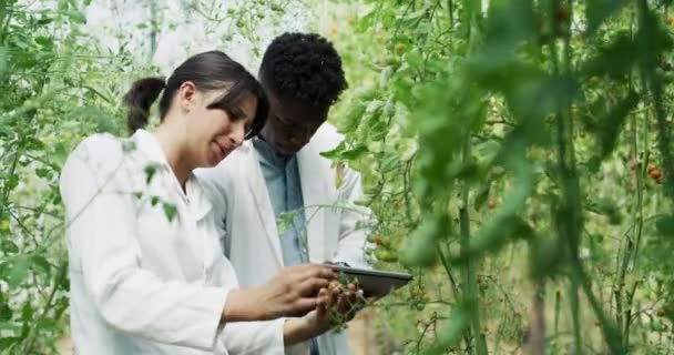 Ciencia Agricultura Hombre Con Mujer Invernadero Análisis Plantas Investigación Agrícola — Vídeos de Stock