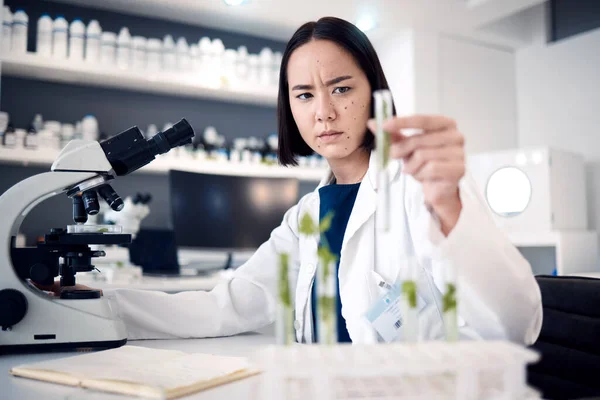 Scientist woman, test tube and lab for plants in agriculture, food security or gmo on table by microscope. Asian science expert, research or growth of leaves, seedling or laboratory analysis in Tokyo.