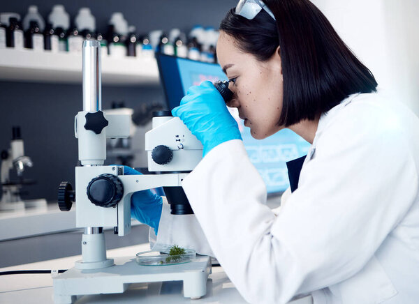 Botany science, microscope plant analysis or scientist research for natural pharmaceutical drugs, biotechnology innovation or ecology. Marijuana laboratory, 420 CBD or Asian woman study cannabis leaf.