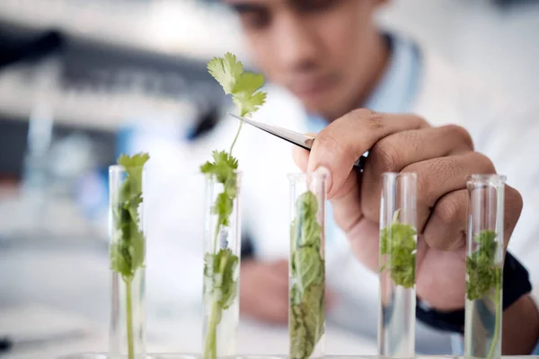 Recherche Écologie Science Main Scientifique Dans Laboratoire Étudiant Les Plantes — Photo