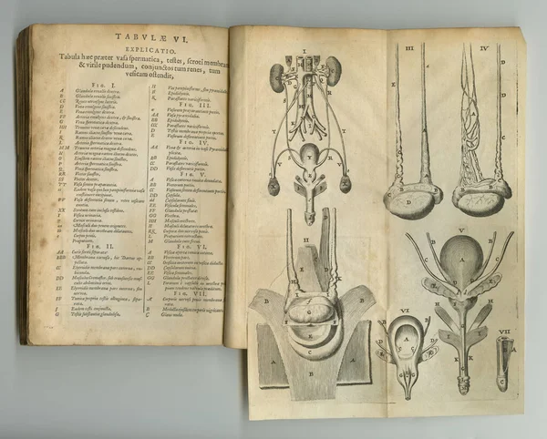 Weathered journal. An old anatomy book with its pages on display