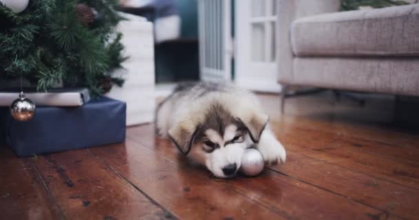 Різдво Дім Хрипкий Собака Грають Орнаментом Вечірці Друзів Канаді Будинок — стокове відео