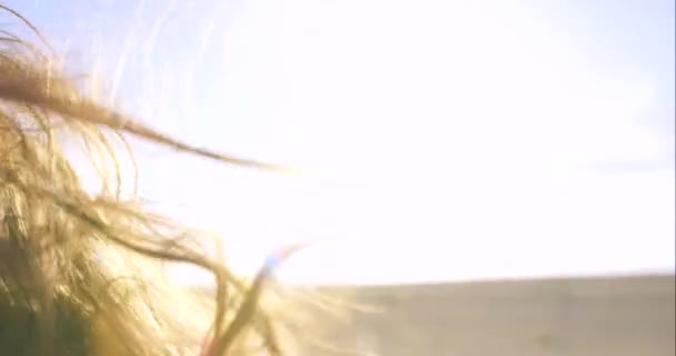 Женщина Ветреные Волосы Вождение Автомобильном Транспорте Поездки Природной Среде Сельской — стоковое видео