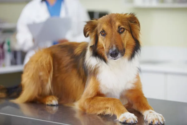 Kendisi Için Çok Üzülüyor Veteriner Check Masasında Oturan Bir Köpeğin — Stok fotoğraf
