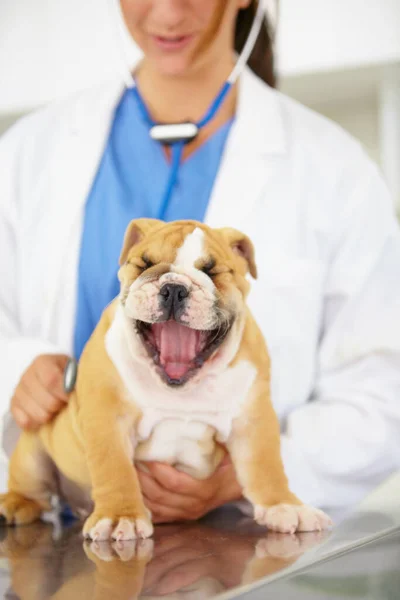 昼寝の準備ができて 彼があくびをしている間 遊び心のあるブルドッグの子犬のハートビートを聴こうとしている獣医 — ストック写真