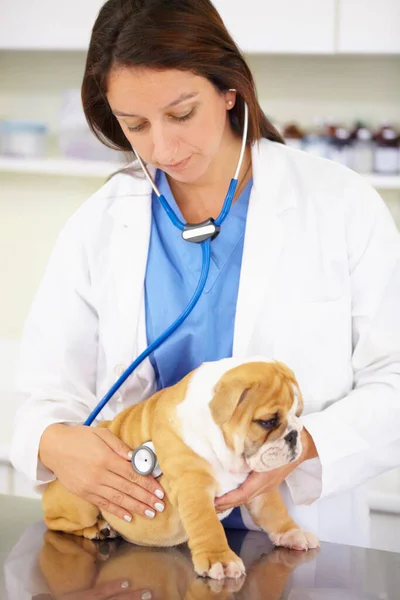Giving him a thorough check-up. a vet trying intently to listen to a playful bulldog puppys heartbeat