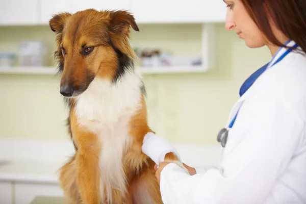 Çok Iyi Bir Hasta Çoban Köpeğinin Patisini Saran Bir Veteriner — Stok fotoğraf