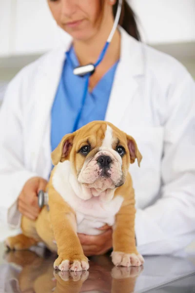 Ritratto Piccolo Fascio Carineria Veterinario Che Cerca Ascoltare Giocoso Bulldog — Foto Stock