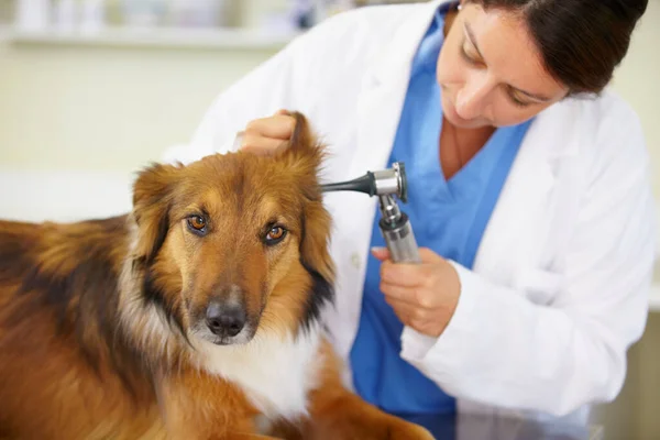 Tam Bir Kontrol Köpeğin Kulağını Muayene Eden Bir Veteriner — Stok fotoğraf