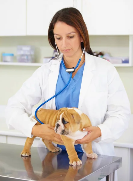 Thorough Puppy Examination Vet Trying Listen Bulldog Puppys Heartbeat — Stock Photo, Image