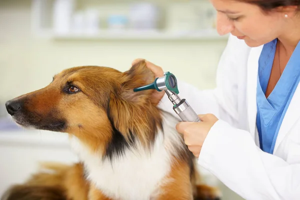 チェックアウトのために 犬の耳を調べる獣医師は — ストック写真