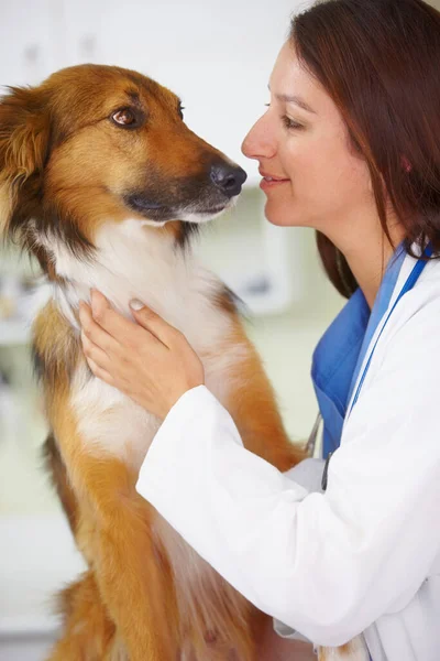 怖がらないで 怖がってる犬をなだめようとしてる女の獣医 — ストック写真