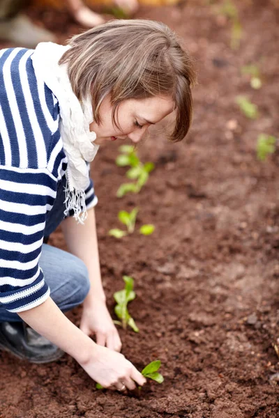 Zöldségkertjében Dolgozik Alkalmi Fiatal Palántákat Ültet Zöldségkertjében — Stock Fotó