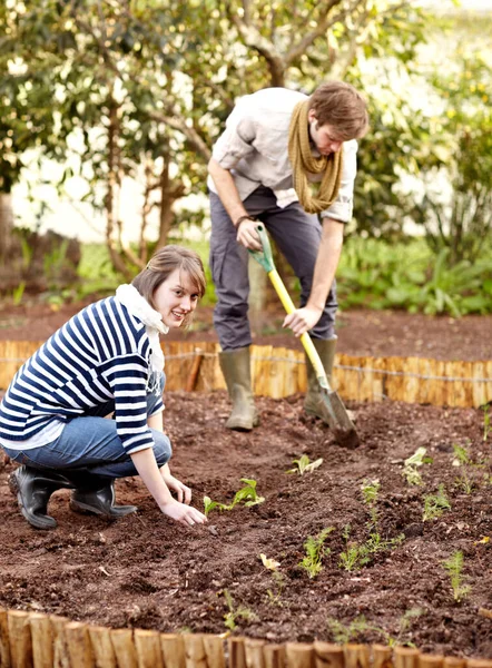 Trabajando Juntos Jardín Una Joven Pareja Plantando Plántulas Huerto Juntos — Foto de Stock