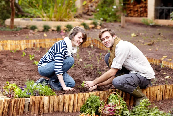 Son Ávidos Jardineros Una Joven Pareja Plantando Plántulas Huerto Juntos — Foto de Stock