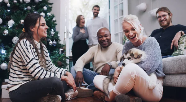 Noel Köpek Parti Kutlama Için Arkadaşlarla Oturma Odasında Rahatla Şenlen — Stok fotoğraf