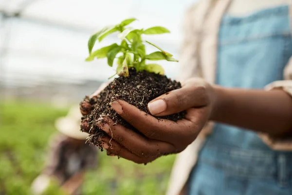 Closeup of farmer holding cultivated soil. hands of farmer holding sprouting plant in soil. Farmer holding dirt with growing plant. African american farmer holding blooming plant in soil