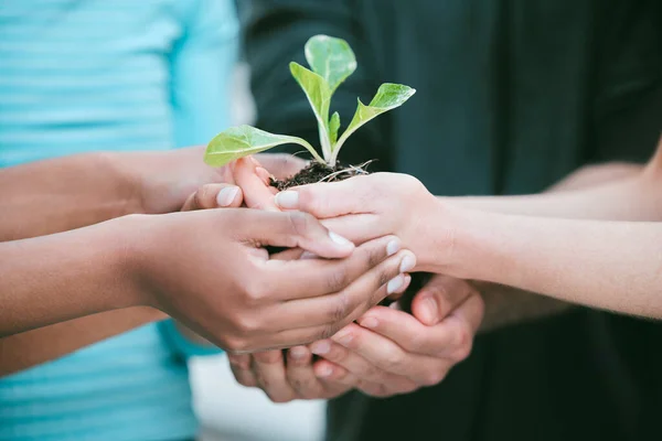 Closeup of diverse group of people holding a green plant in palm of hands with care to nurture and protect nature. Uniting to support seedling with growing leaves as a symbol of being environmentally.