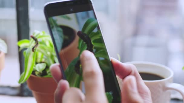 Rups Plantenvideo Handen Met Een Telefoon Fotografie Creatieve Mobiele App — Stockvideo