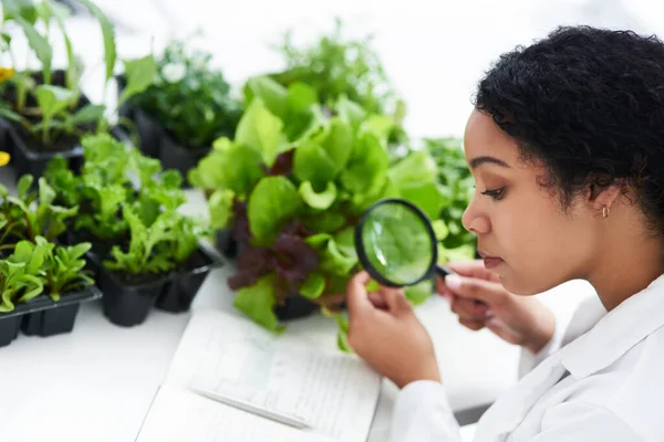 Plants are fascinating organisms to study. a female scientist looking at a plant through a magnifying glass