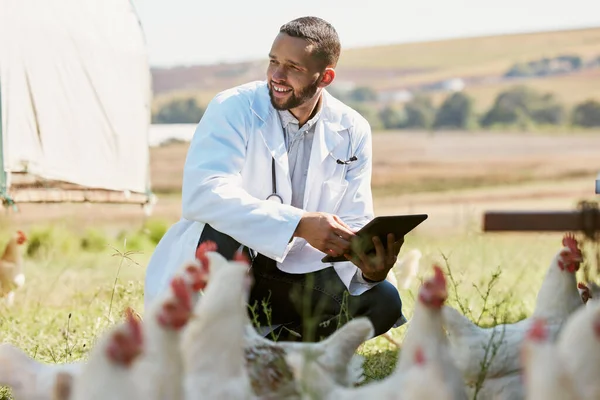 Man, veterinary or tablet on chicken farm in healthcare wellness check, growth hormone management or bird flu help. Smile, happy or animal doctor with poultry birds, technology for research insurance.