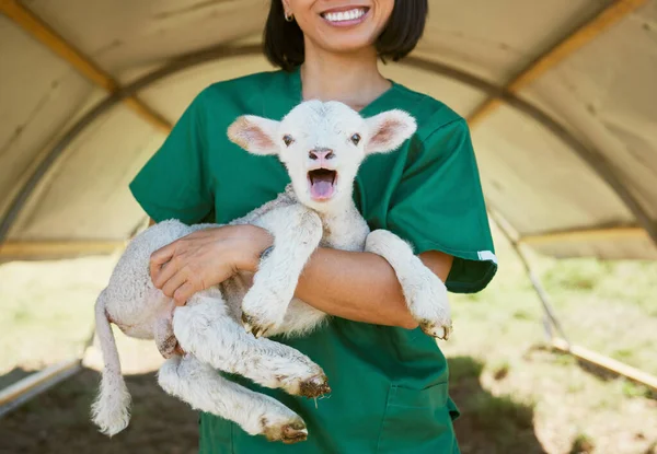 Lamb, baby animal and vet woman at a farm or zoo for health and wellness of farming animals with care and medical help. Veterinary, nurse or doctor in countryside for healthcare of sheep outdoor.
