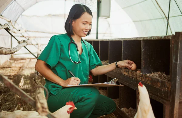 Frango Escrita Documentos Com Uma Mulher Asiática Veterinário Verificando Ovos — Fotografia de Stock