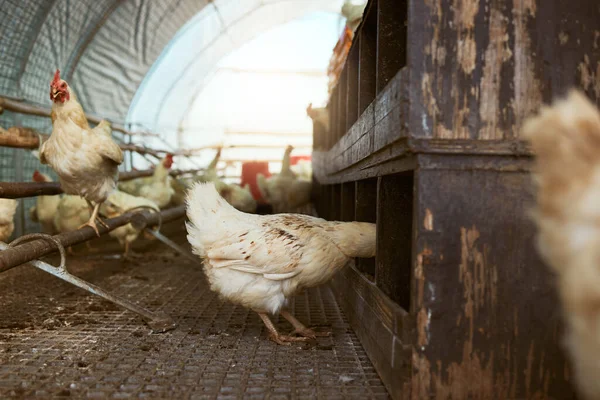 Sustainability, chicken barn and hen farm for production of eggs, manufacturing or laying. Poultry, food and chickens, birds or livestock in shed, coop or shelter for free range meat farming at ranch.