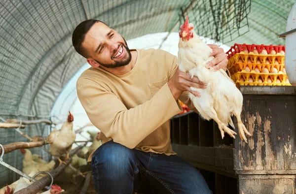 Chicken farmer, animals and farming with a man holding rooster for care, health and wellness of poultry supply in rural countryside. Happy male in bird coop for sustainability of protein or eggs.