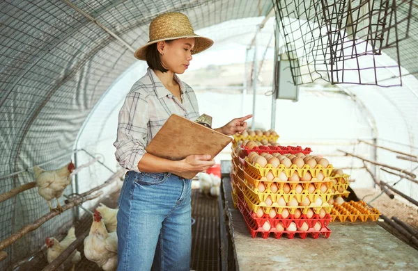 Chicken farm, egg farming and woman working with animals for management of sustainability, quality control and production of protein food. Asian poultry farmer counting eggs in countryside hen house.