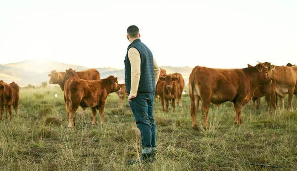 Farmer, man and cattle farm with animal walk, relax and feeding on grass field, agriculture and nature. Farm, mexican man and livestock farming in Mexico countryside for sustainability, meat and milk.
