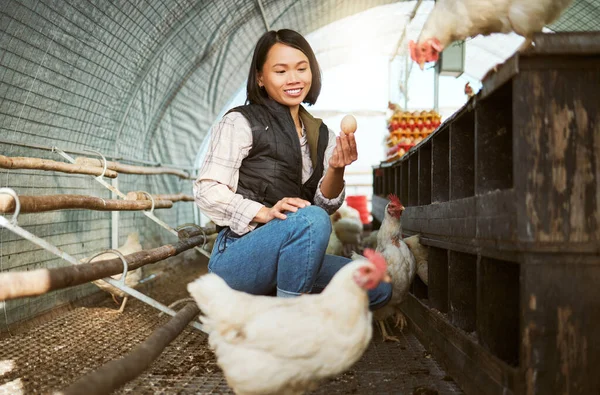 Chicken eggs, woman and farmer check barn for agriculture inspection, quality control or eco bird production. Poultry farming, sustainable production and hen house for food economy in animal industry.