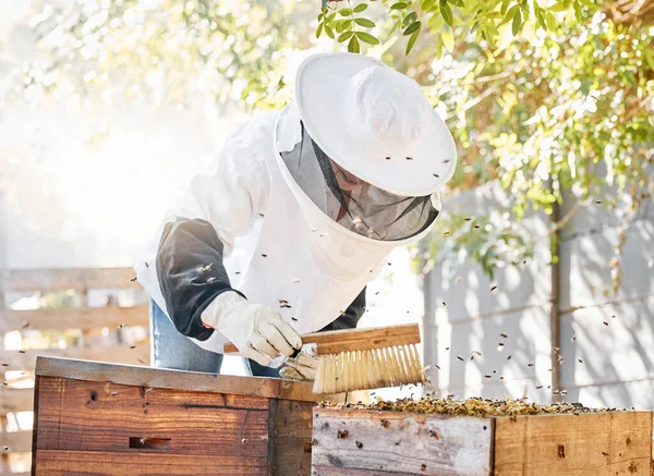 Bees, honey farming and woman with brush at beehive, box and crate for production, eco process and environment. Beekeeper sweeping insects for honeycomb harvest, sustainability and ecology in nature.
