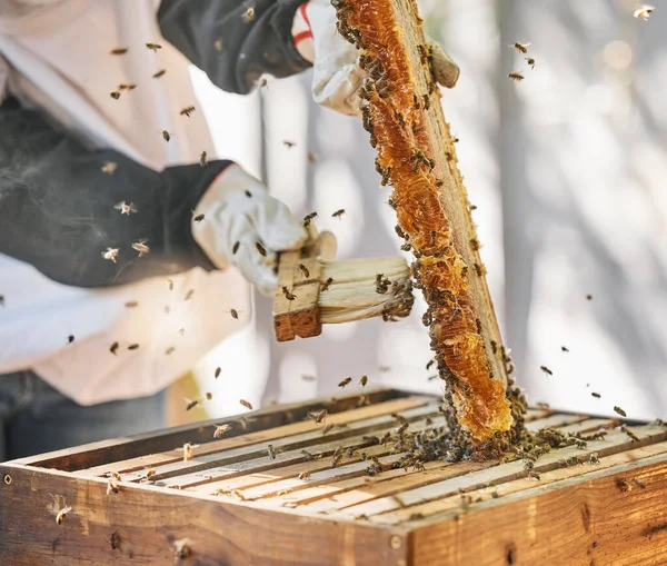 Farmer hands, beekeeper brush or honey box harvesting on sustainability agriculture land, countryside farm or healthy food location. Zoom, insect bees or honeycomb broom for collecting syrup product.