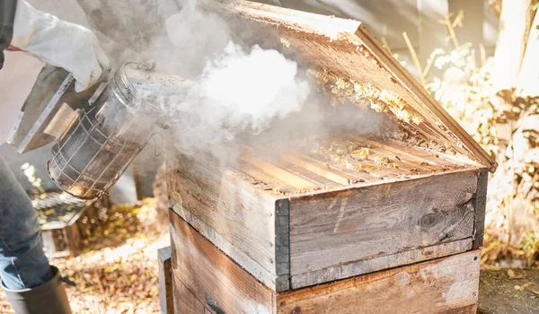 Bee farming, wood box and smoke with nature and beekeeping, honey extraction and natural product outdoor. Farmer, beekeeper and beehive, organic with manufacturing and production process with bees